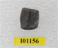 藏品(魚骨)的圖片